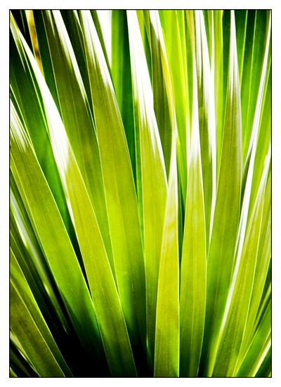 Cactus Abstract 3